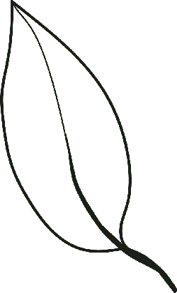Leaf - No Background PNG - green