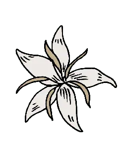 Lily - line drawing - High Quality PNG