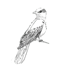 Moon - satellite - Lossless PNG