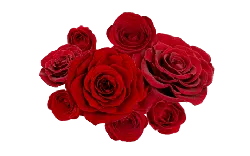 Lossless PNG - Red Rose - flower