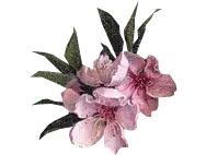 Peach Blossom - Free Download PNG - High Resolution PNG