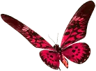 Red Butterfly - flying - Lossless PNG