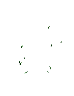 Leaves Falling - No Background PNG - green