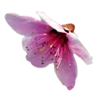 Plum Blossom - Free Download PNG
