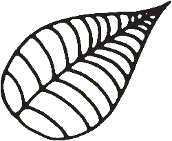 Leaf - Fast Download PNG - nature