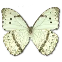 Nymphalis antiopa - nature - Free Download PNG