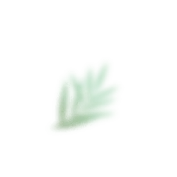 Leaf - branch - High Resolution PNG