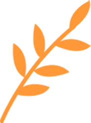 Laurel Leaf - plant - No Watermark PNG