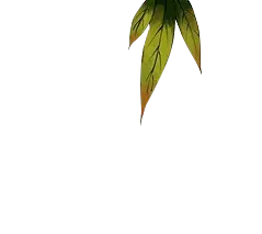 Three Green Leaves - growth - Free Download PNG