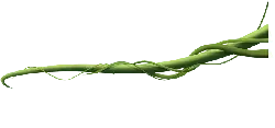 Vine - entwining - PNG