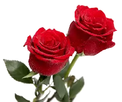 Red Rose - romance - valentine's day - High Resolution PNG