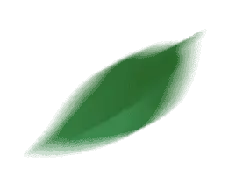Leaf - shape - No Watermark PNG