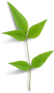 Trifolium - plant - Free Download PNG