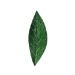 Leaf - life - Curated PNG