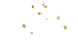 Leaves Falling - nature - black background - Free PNG