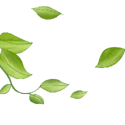 Green Leaves - growth - High Quality PNG