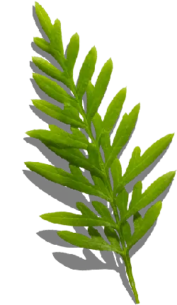 Adiantum - Designer Recommended PNG