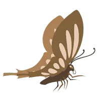 Butterfly - nature - brown - Free PNG