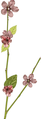 spring - Cherry Blossom - Transparent Layer PNG