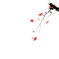 Plum Blossom - beautiful - No Background PNG