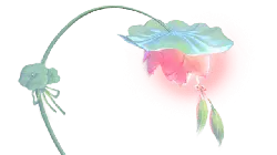 Corydalis - pink - High Resolution PNG