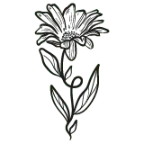 Chrysanthemum - line drawing - black background - Lossless PNG