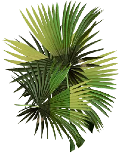 Palm Leaf - Designer's Pick PNG - leaf