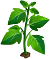 Pea Shoots - nutrition - Transparent Layer PNG