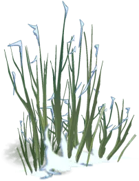 Grass - PNG Images