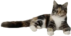 Calico Cat - Lossless PNG