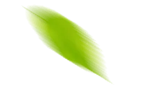Green Feather - High Quality PNG