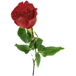 Red Rose - Fast Download PNG - Curated PNG