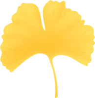 Ginkgo Leaf - PNG