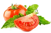 Tomato - nutritious - High Resolution PNG