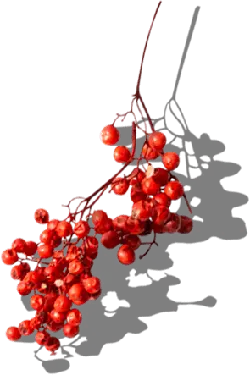 Red Berries - Free Download PNG