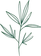 Green Plant Branches - line drawing - Free Download PNG