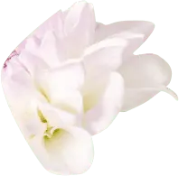 White Flower - High Quality PNG