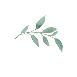 Leaf - leaves - No Background PNG