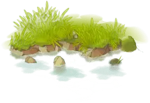 Water Plant - nature - Transparent Background PNG