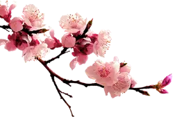 Peach Blossom - Recommended PNG - PNG