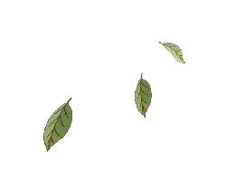 Leaves Falling - falling - High Download Count PNG