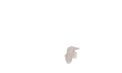 Cherry Blossom - beautiful - High Download Count PNG - Pic 2