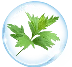 Leaf in Bubble - environmental protection - Lossless PNG