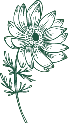Green Flower - line drawing - High Resolution PNG