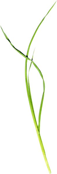 Chives - PNG