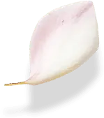 Petal - nature - Highly Rated PNG