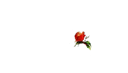 Rose - flower - red - Lossless PNG