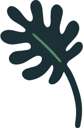 Leaf - PNG - Transparent Background PNG