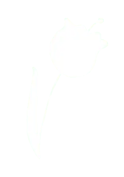 White Tulip - line art - No Background PNG