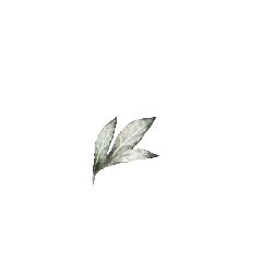 Three-leaved plant - leaf - Free Download PNG